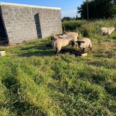 Lambs