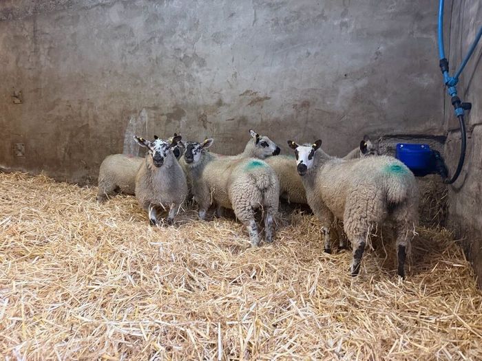 Ewe Lambs