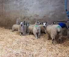 Ewe Lambs