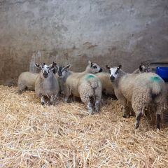 Ewe Lambs