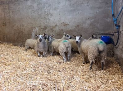 Ewe Lambs