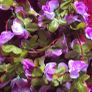 Selection 3 - 2 x Light Purple Rose - Fake Artificial Flowers Garland, approx 2.5m long each Wedding Arch Image 3