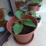 Aubergine plants Image 2