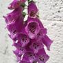 Foxglove plant. White and pink. Bee friendly plants. Image 7