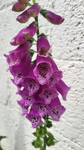 Foxglove plant. White and pink. Bee friendly plants.
