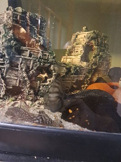 fish tank