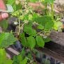 raspberry Image 6