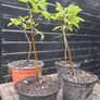 Sweet chestnut trees Image 7