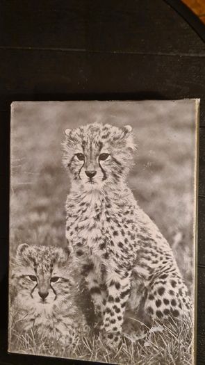 International Zoo Yearbook Volume 20. Edited By P. J. S Olney. Published By The Zoological Society Of London. First Edition. Hardback With Dustjacket In Very Good Condition.