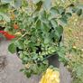 Plant Image 3
