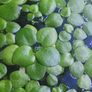 Amazon Frogbit - floating plants Image 4