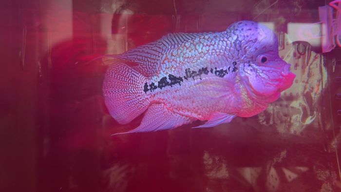 fish tank