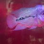 fish tank Image 6