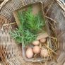Duck hatching eggs Image 5