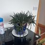 Plants - diverse Image 2