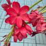 Schizostylis Image 3