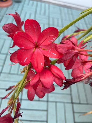 Schizostylis