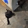 Kittens Image 6