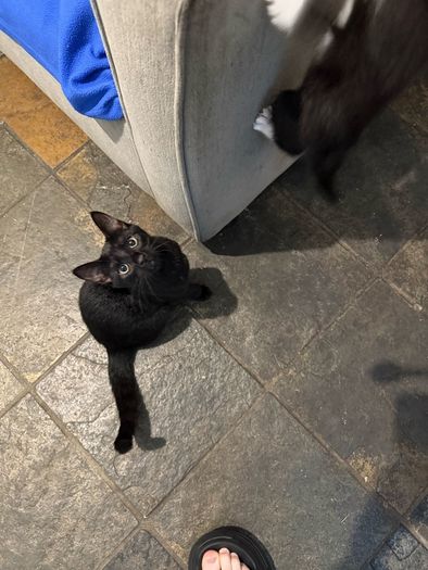 Kittens