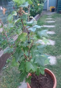 Blackcurrant bush