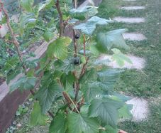 Blackcurrant bush