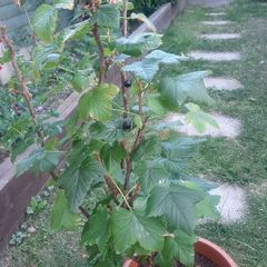 Blackcurrant bush
