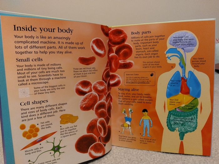 USBORNE First encyclopedia of the human body