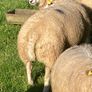 Beltex Ram Lambs Image 2