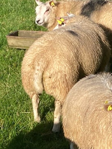 Beltex Ram Lambs