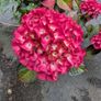 Hydrangea Image 3