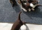 kitten