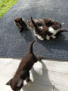 kitten