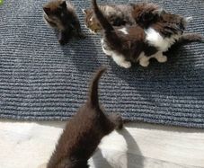 kitten