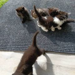 kitten