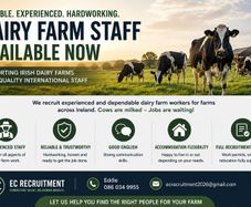 Experiened Dairy Farm Assistants Available