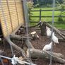Cockerel / Rooster Image 2