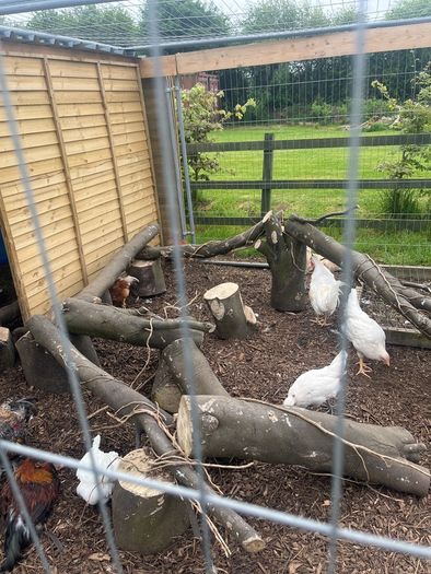 Cockerel / Rooster