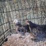 chickens Image 3