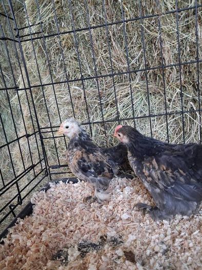 chickens