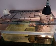 Turtle Terrapin Aquarium Tank
