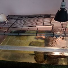 Turtle Terrapin Aquarium Tank