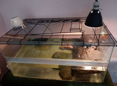 Turtle Terrapin Aquarium Tank