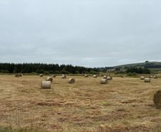 Hay/rush for sale