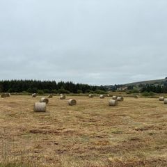 Hay/rush for sale