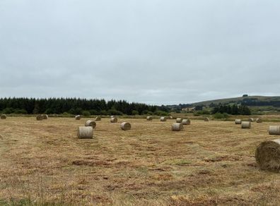 Hay/rush for sale