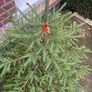 Fir tree Image 7