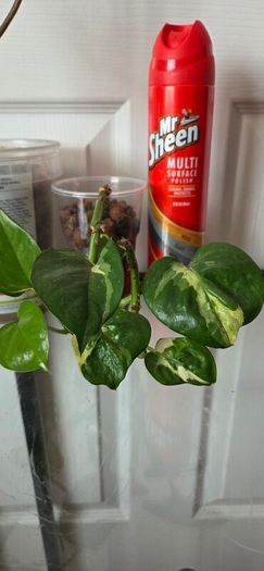 Plants set