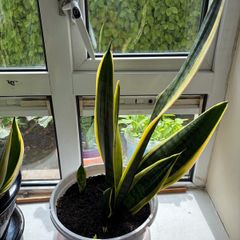 Snake Plant