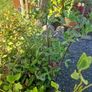 shrubs. Bay leaves Image 5