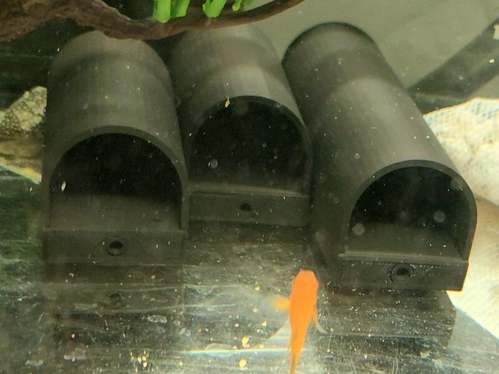 Pleco Caves